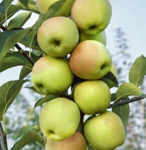 Malus domestica 'Gold Sensation' – Oszlopos almafa
