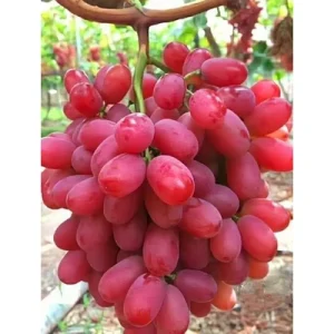 Konténeres szőlők