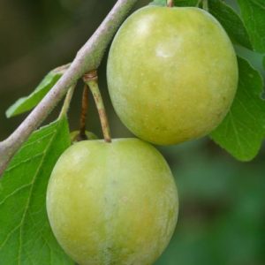 Prunus domestica 'Imperial Gage' – Ringló szilva