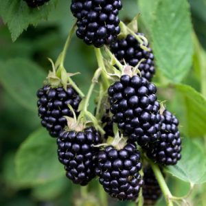 Rubus fruticosus 'Thornless Evergreen' – Tüskenélküli, örökzöld szeder