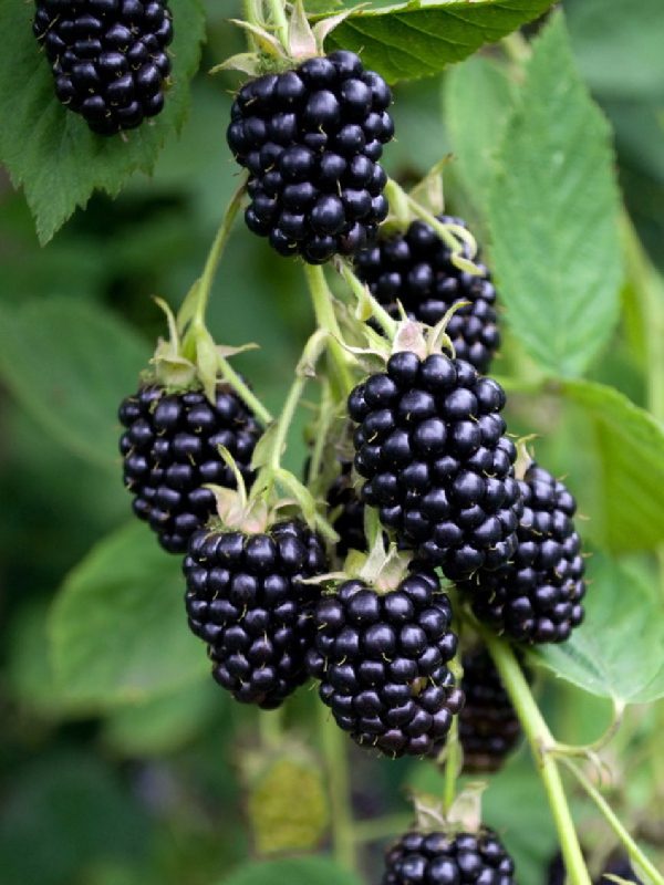 Rubus fruticosus 'Thornless Evergreen' – Tüskenélküli, örökzöld szeder