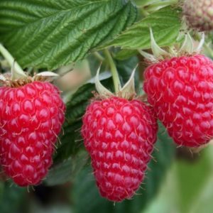 Rubus idaeus ‘Przehyba’ PBR – Nyári málna