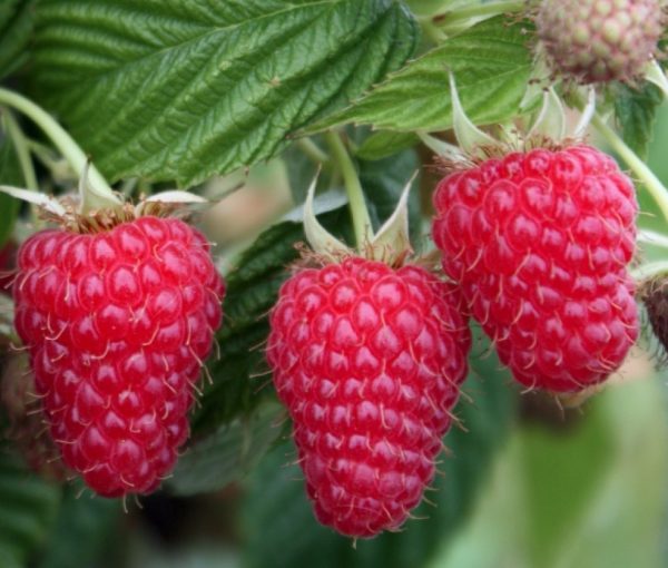 Rubus idaeus ‘Przehyba’ PBR – Nyári málna