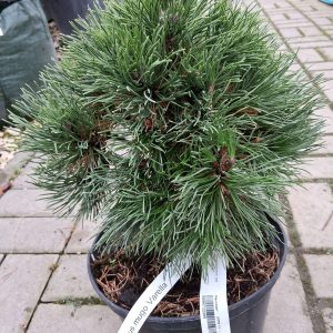 Pinus mugo 'Varella' - Tűpamacsos havasi törpefenyő