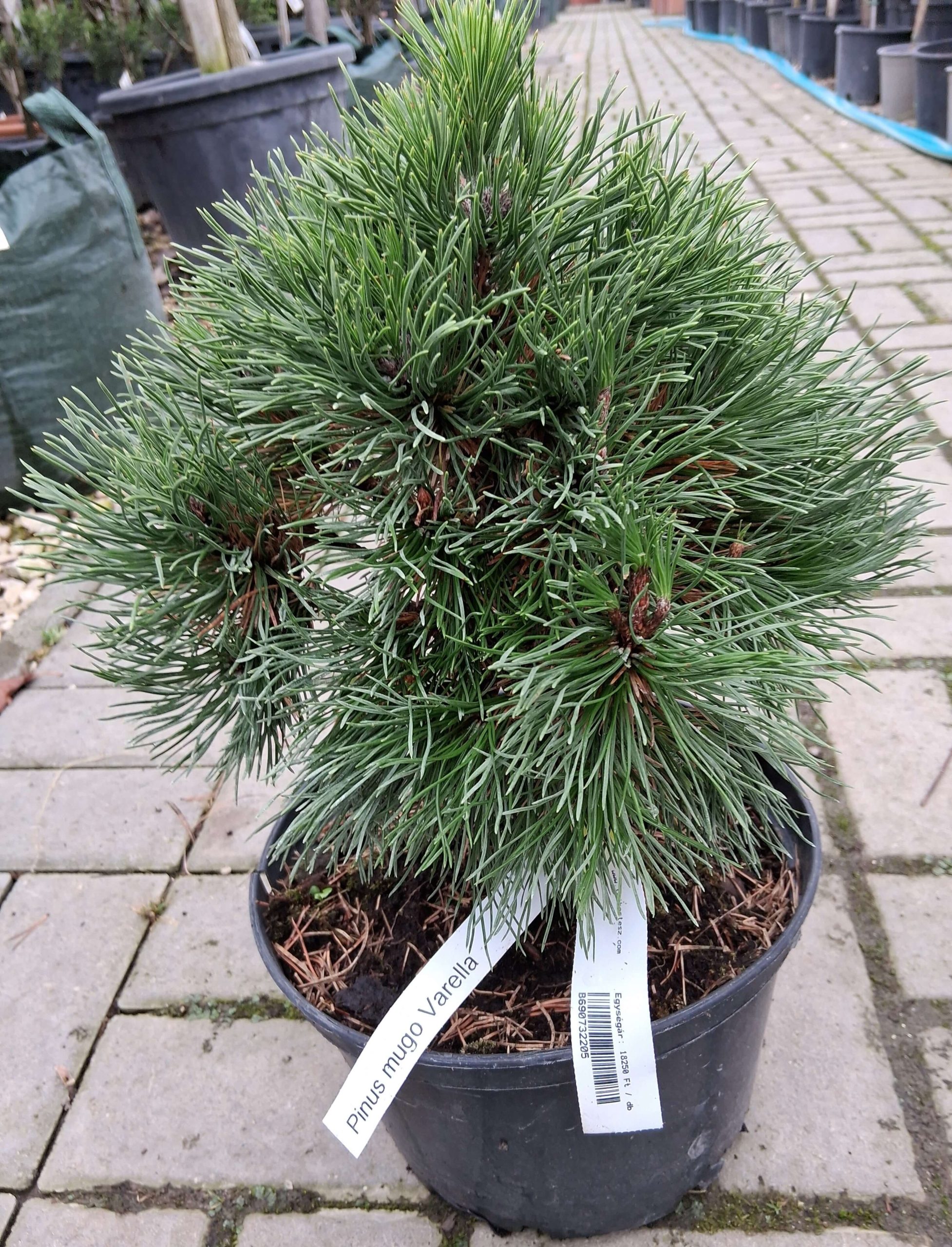 Pinus mugo 'Varella' - Tűpamacsos havasi törpefenyő
