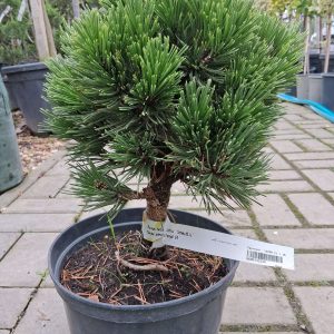 Pinus heldreichii ‘Schmidtii’ – törpe páncélfenyő, alacsony növésű örökzöld kerti növény”