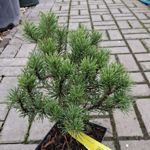 Pinus mugo ‘Carsten’ – havasi törpefenyő, aranysárga téli színeződésű örökzöld növény”