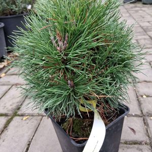 Pinus mugo 'Varella' - Tűpamacsos havasi törpefenyő