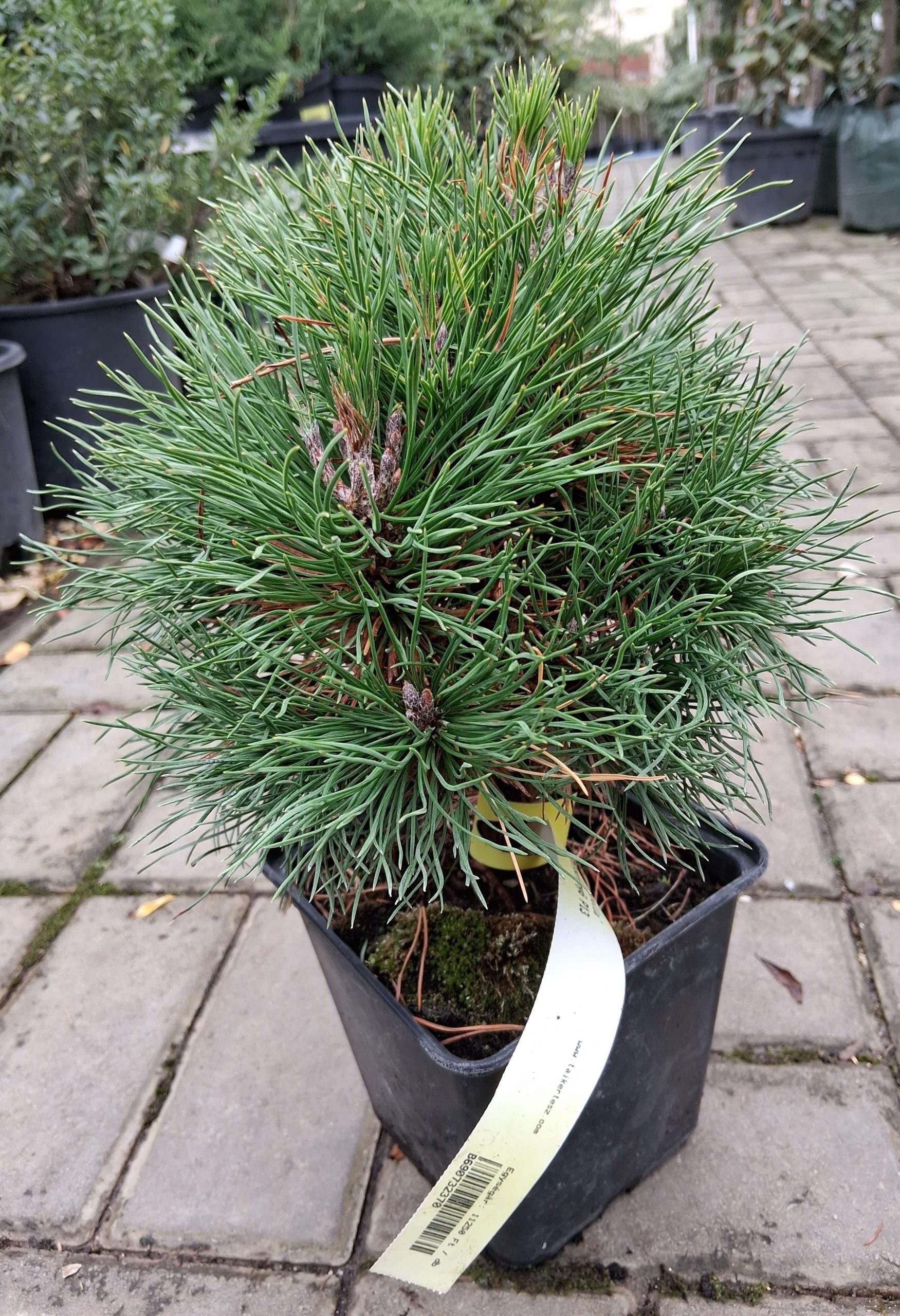 Pinus mugo 'Varella' - Tűpamacsos havasi törpefenyő