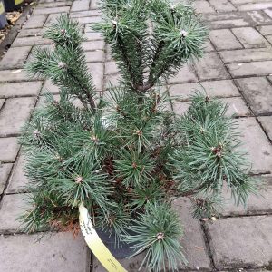 Pinus mugo ‘Pumilio’ – alacsony növésű törpefenyő, örökzöld kerti növény”