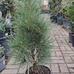 Pinus nigra ‘Rondello’ – kompakt feketefenyő, lassú növésű örökzöld kerti növény
