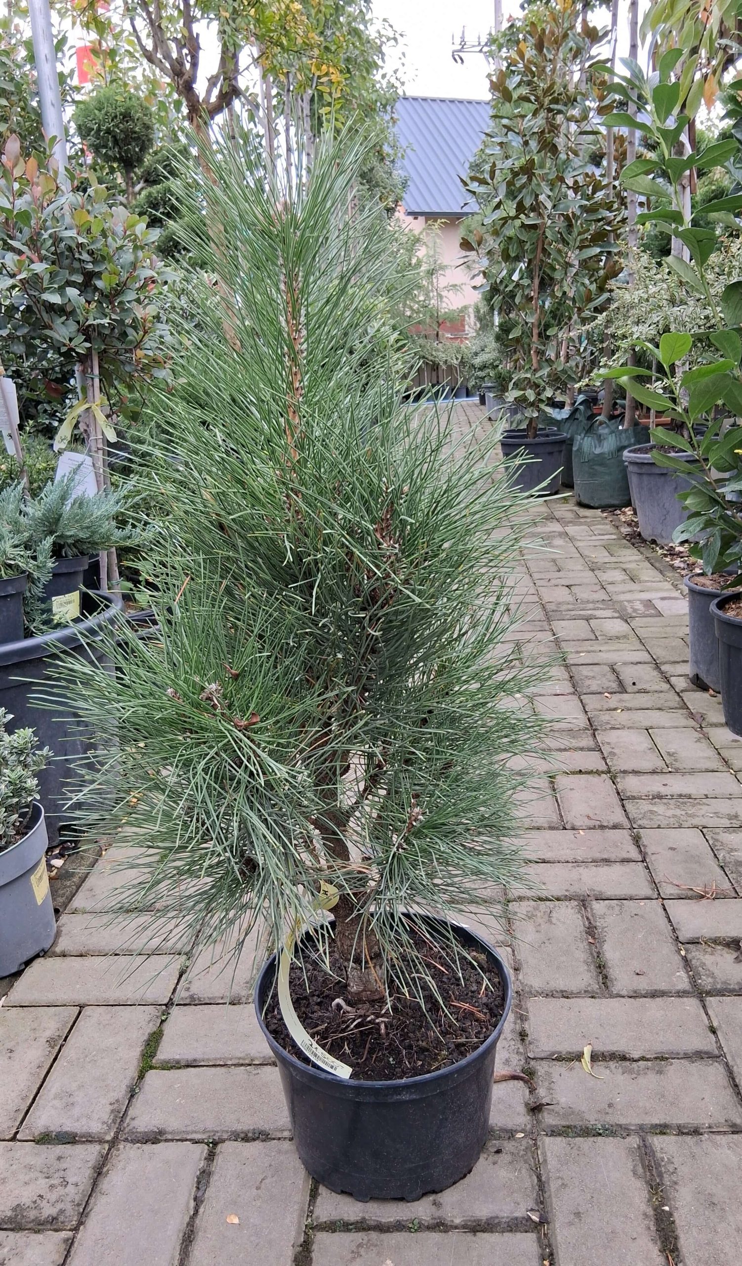 Pinus nigra ‘Rondello’ – kompakt feketefenyő, lassú növésű örökzöld kerti növény