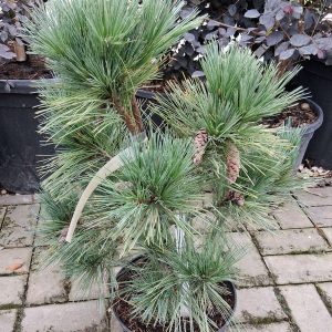 Pinus schwerinii ‘Wiethorst’ – törpefenyő, ezüstös-zöld tűlevelű örökzöld dísznövény”