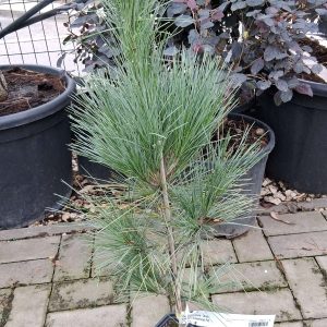 Pinus wallichiana ‘Densa’ – Himalájai selyemfenyő, ezüstös-zöld tűlevelű, télálló díszfenyő