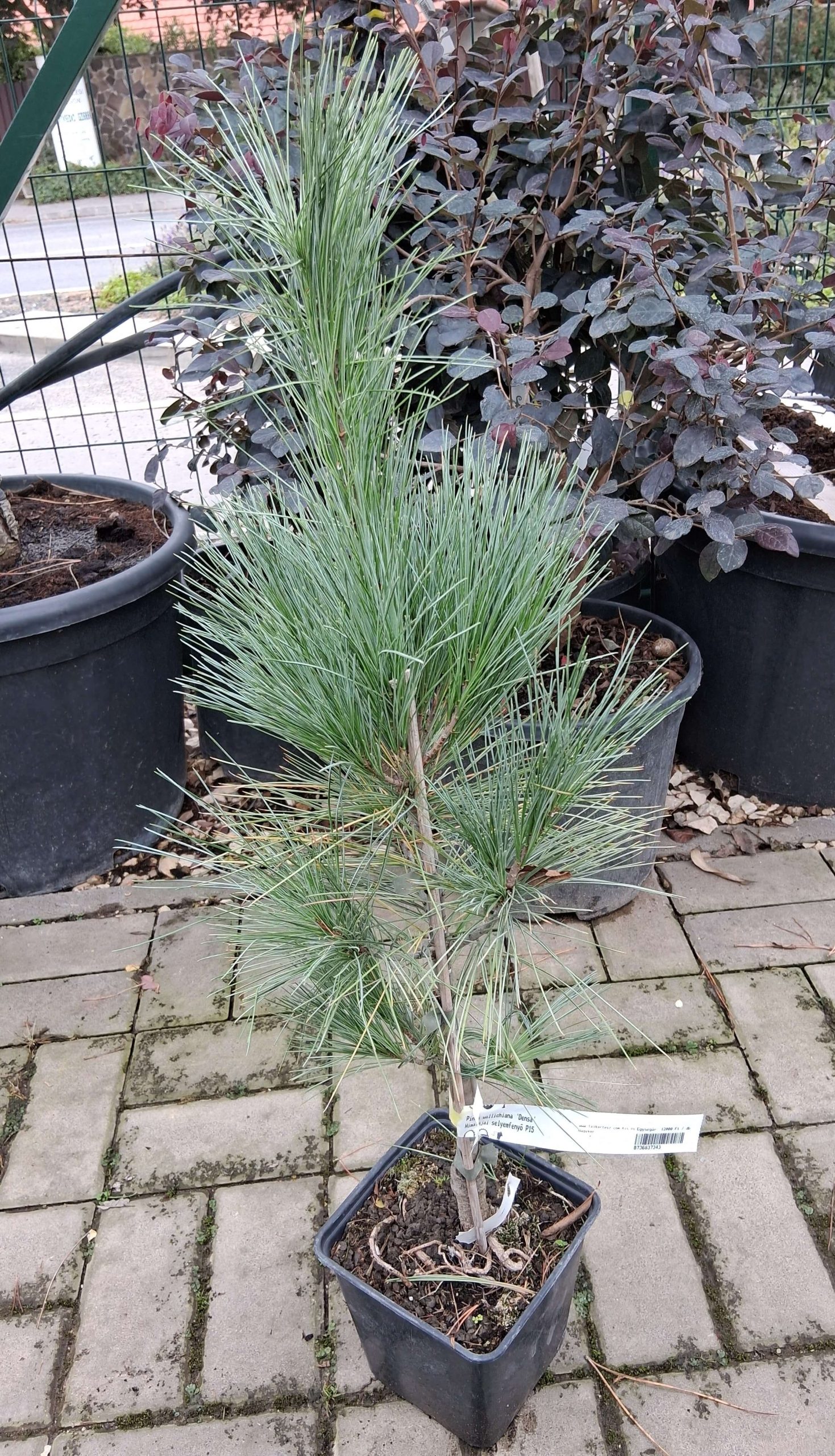 Pinus wallichiana ‘Densa’ – Himalájai selyemfenyő, ezüstös-zöld tűlevelű, télálló díszfenyő