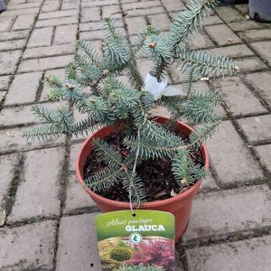Abies pinsapo ‘Glauca’ – Andalúziai jegenyefenyő, kékes-ezüst tűlevelű, télálló díszfenyő
