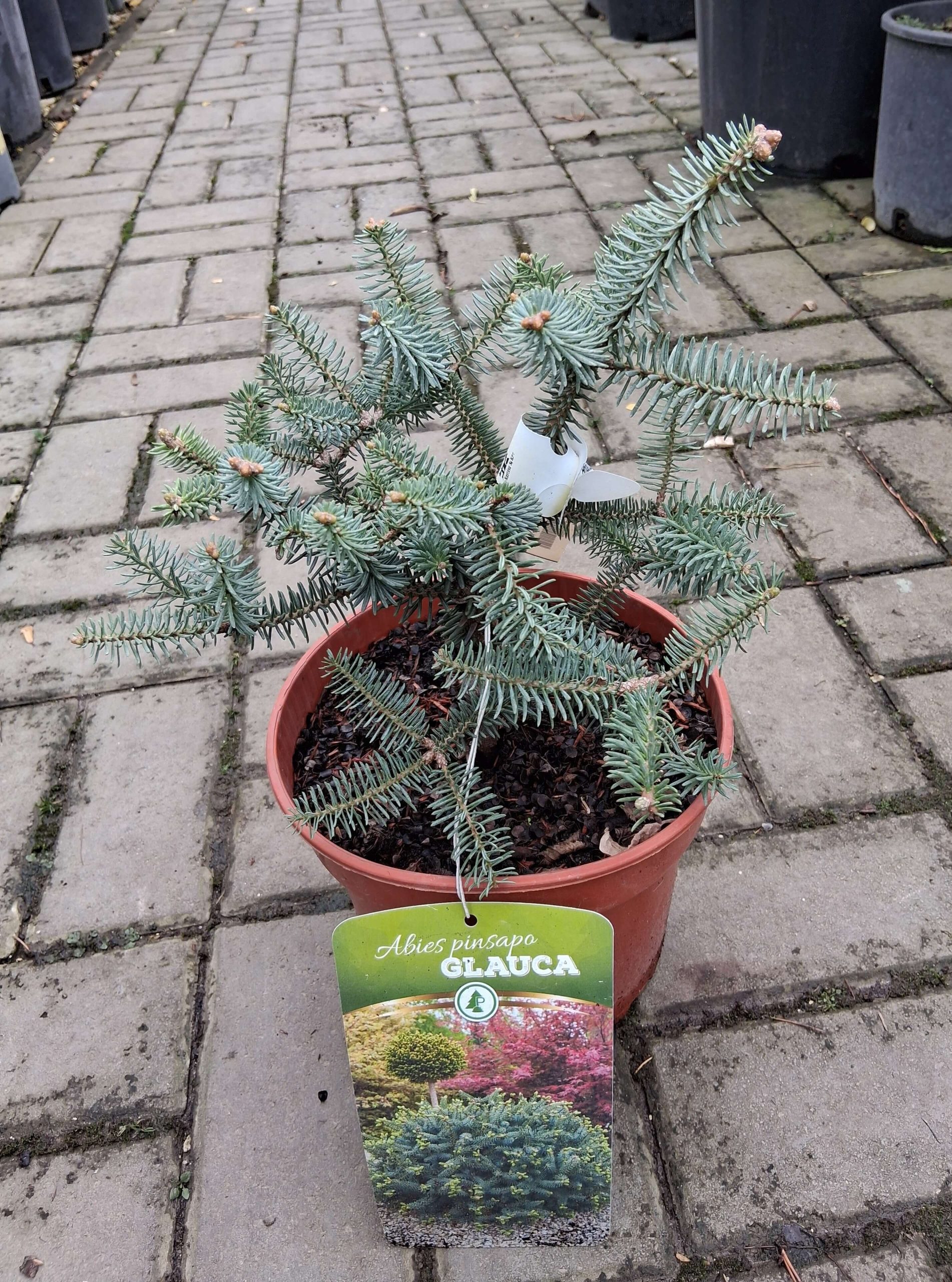 Abies pinsapo ‘Glauca’ – Andalúziai jegenyefenyő, kékes-ezüst tűlevelű, télálló díszfenyő