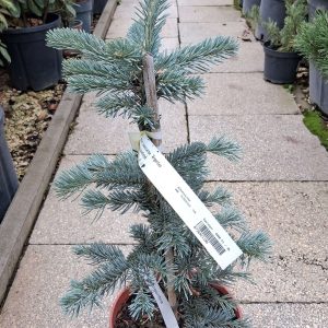 Abies lasiocarpa ‘Argentea’ – Kék balzsamfenyő, ezüstösen kék lombú, télálló örökzöld díszfa