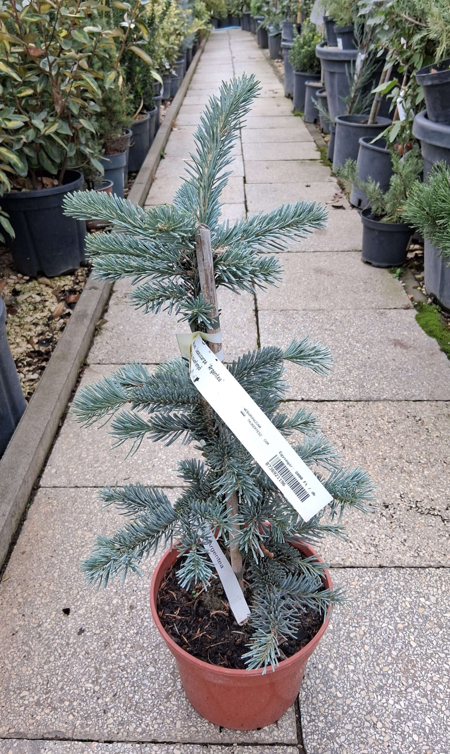 Abies lasiocarpa ‘Argentea’ – Kék balzsamfenyő, ezüstösen kék lombú, télálló örökzöld díszfa