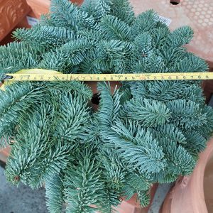 Adventi koszorú alap nobilis fenyőből