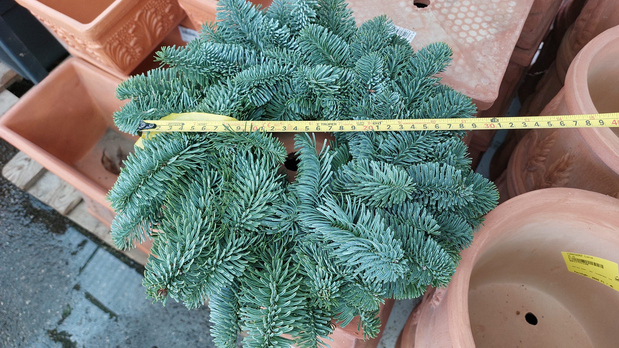 Adventi koszorú alap nobilis fenyőből