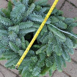 Adventi koszorú alap nobilis fenyőből közepes