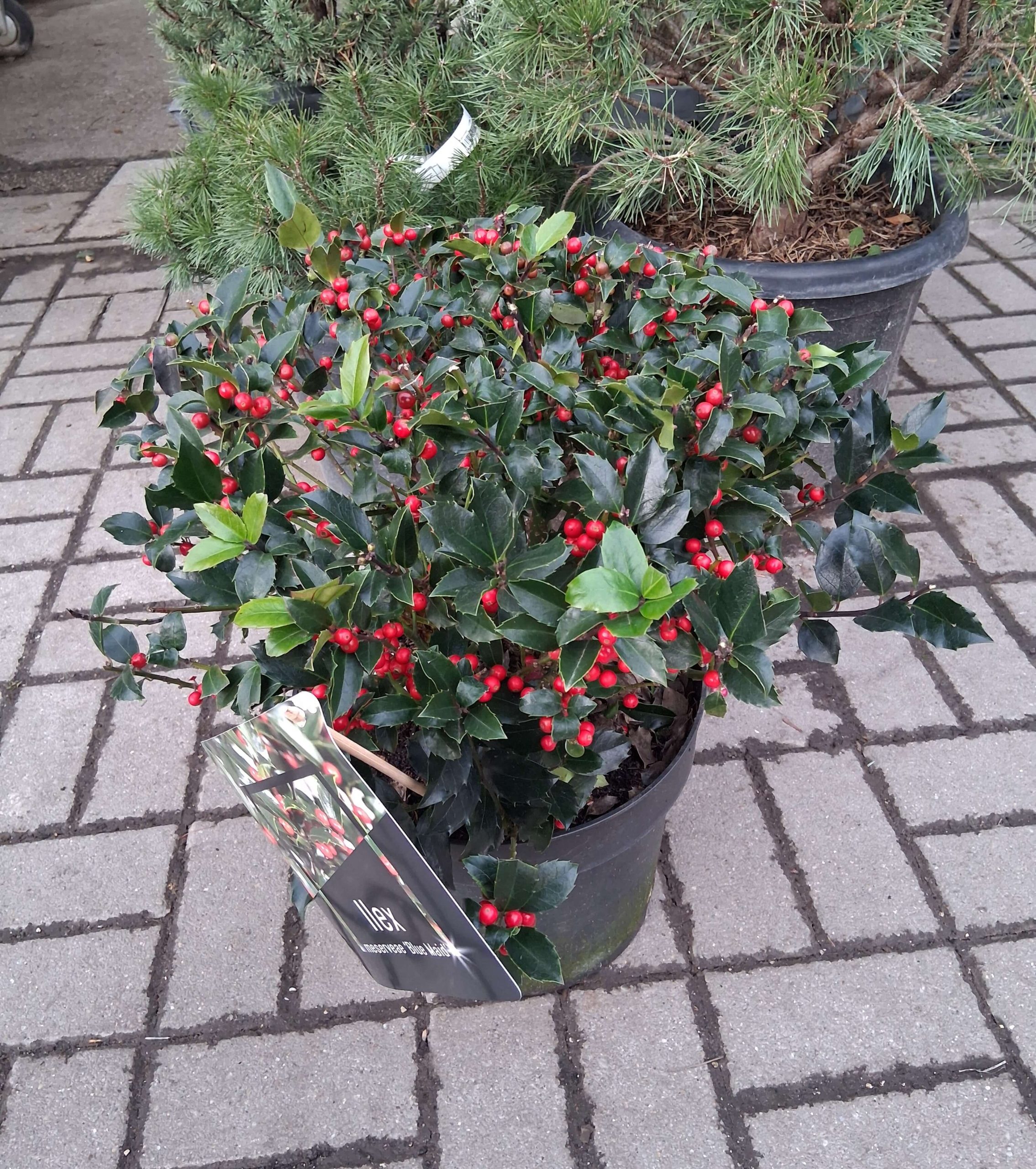 Ilex meserveae ‘Blue Maid’ - Kék magyal gömb - Image 2