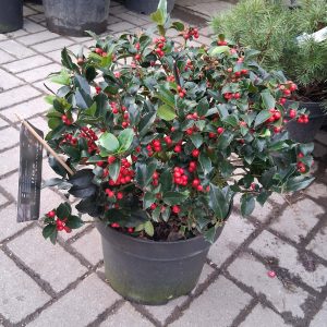 Ilex meserveae ‘Blue Maid’ - Kék magyal gömb