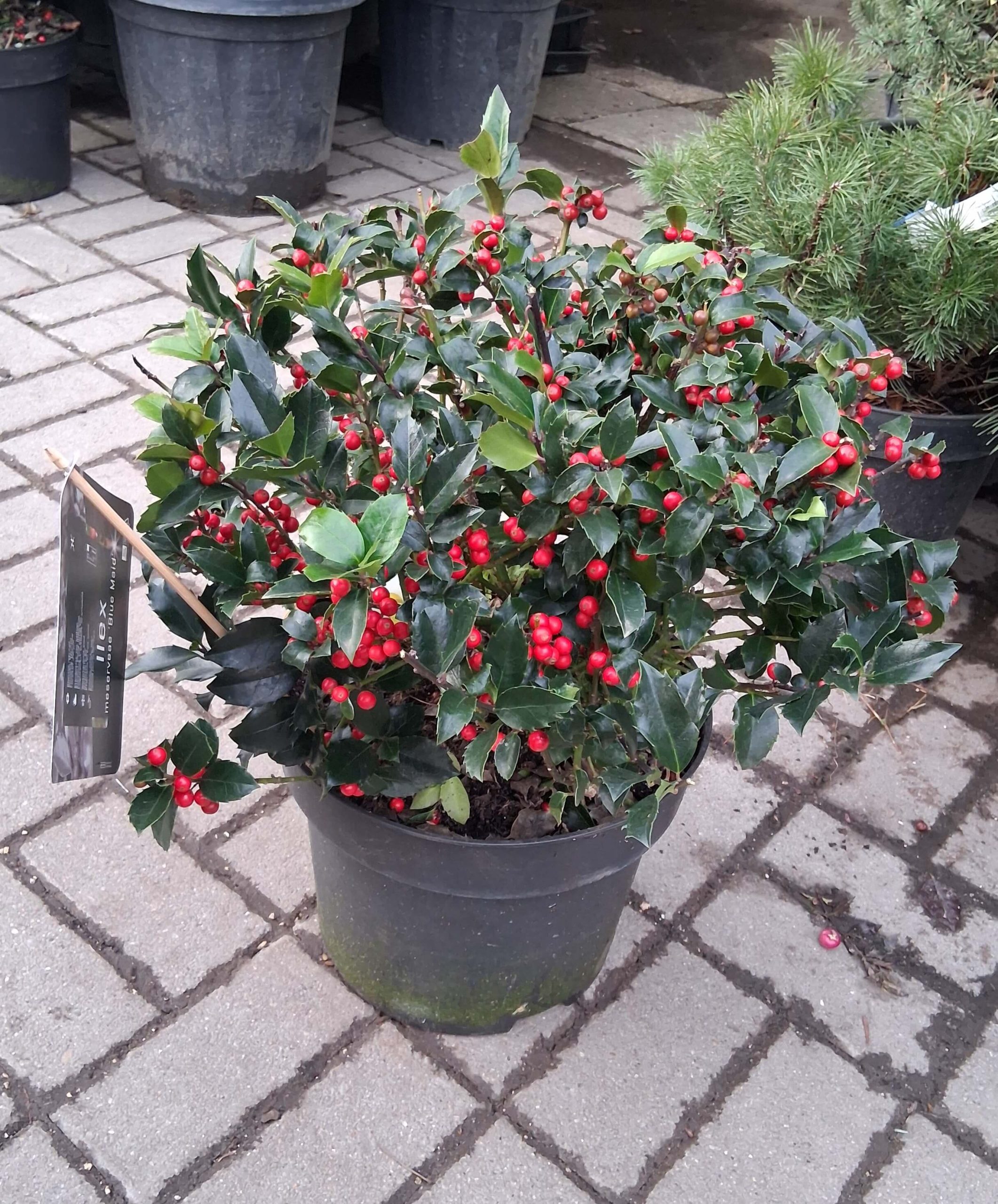 Ilex meserveae ‘Blue Maid’ - Kék magyal gömb