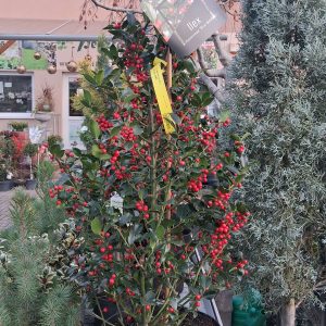 Ilex meserveae ‘Blue Maid’ - Kék magyal piramis