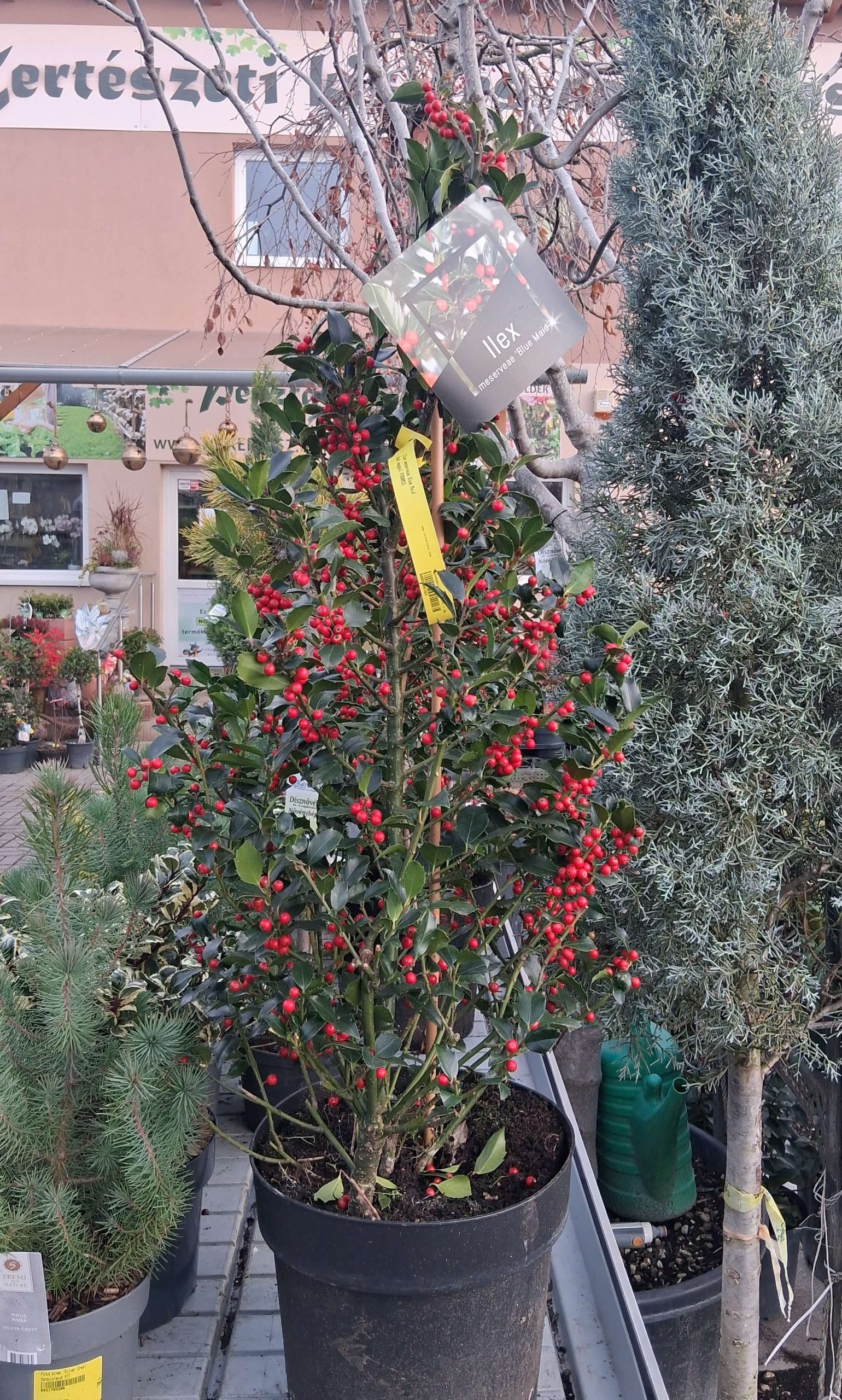 Ilex meserveae ‘Blue Maid’ - Kék magyal piramis