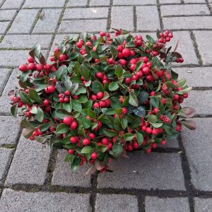 Gaultheria procumbens 'Big Berry' - Kúszó fajdbogyó