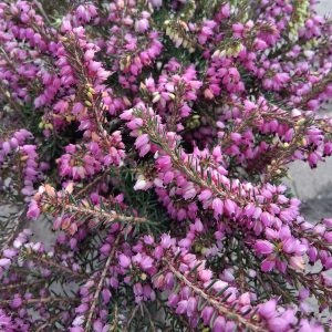Erica darleyensis - Örökzöld hanga
