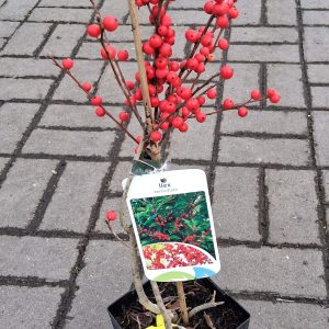 Ilex verticillata - Mocsári magyal