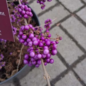 Callicarpa bodinieri 'Magical Purple Giant' - Kínai lilabogyó