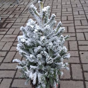 Havas lucfenyő hó spray-vel fújva