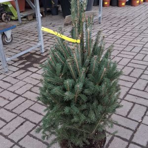 Picea glauca 'Super Green' - Lúcfenyő