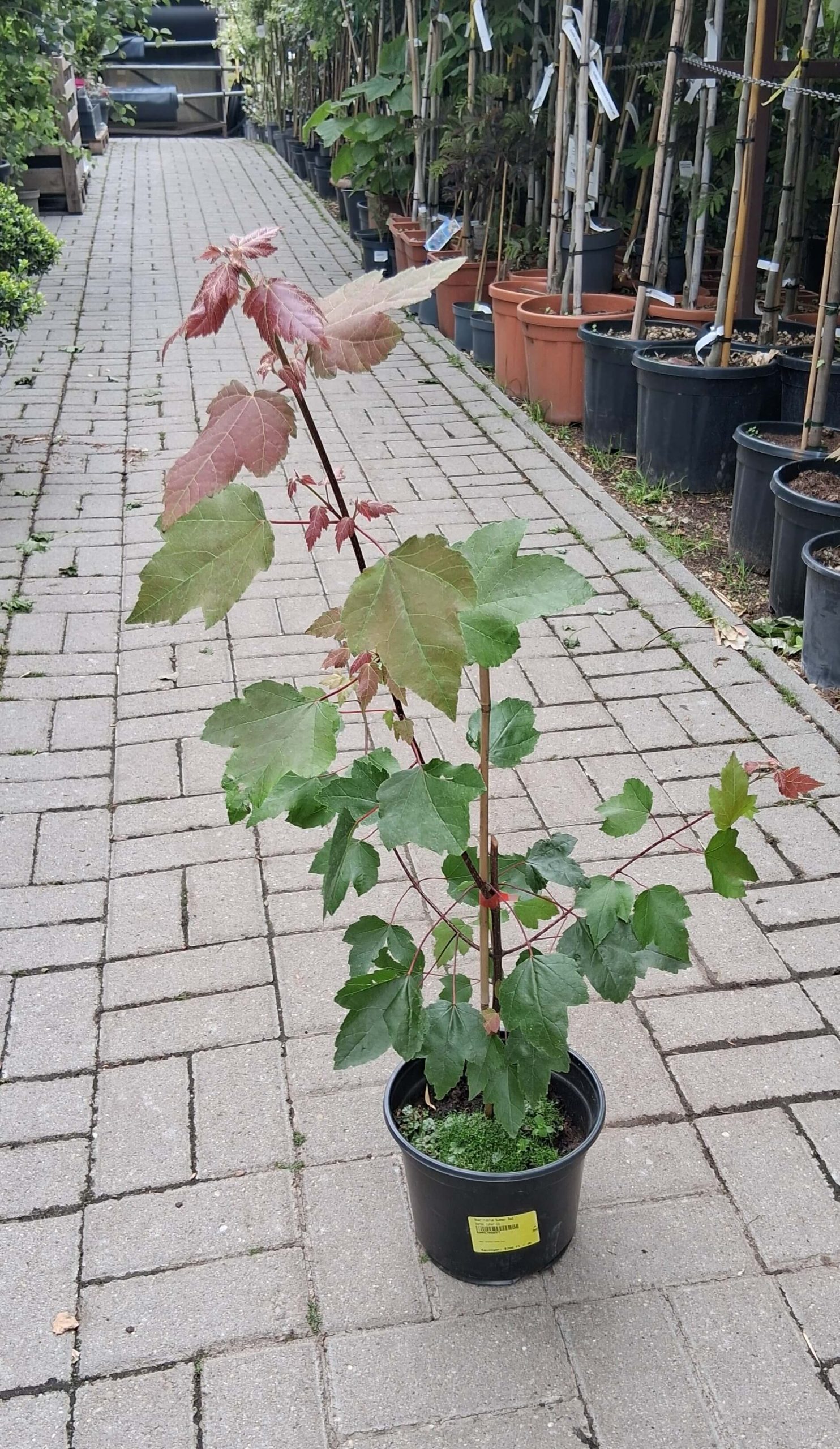 Acer rubrum 'Summer Red' - Vörös juhar