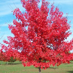 Acer rubrum 'Summerred' - Vörös juhar