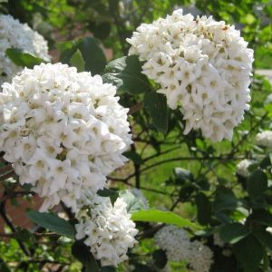 Viburnum burkwoodii - Tavaszi bangita