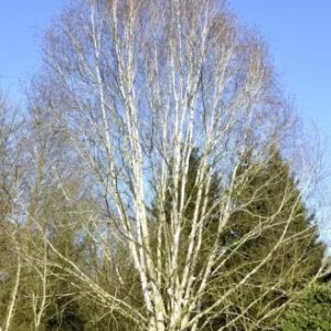 Betula utilis var. jacquemontii - Himalájai nyír