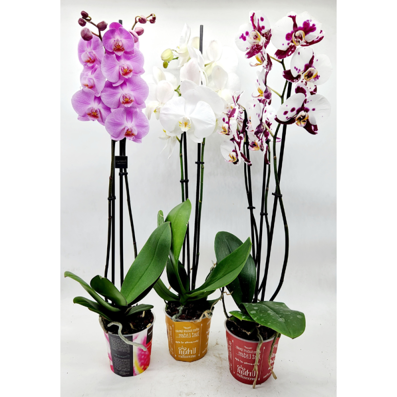 Sokvirágú orchidea (Phalaenopsis multiflora)