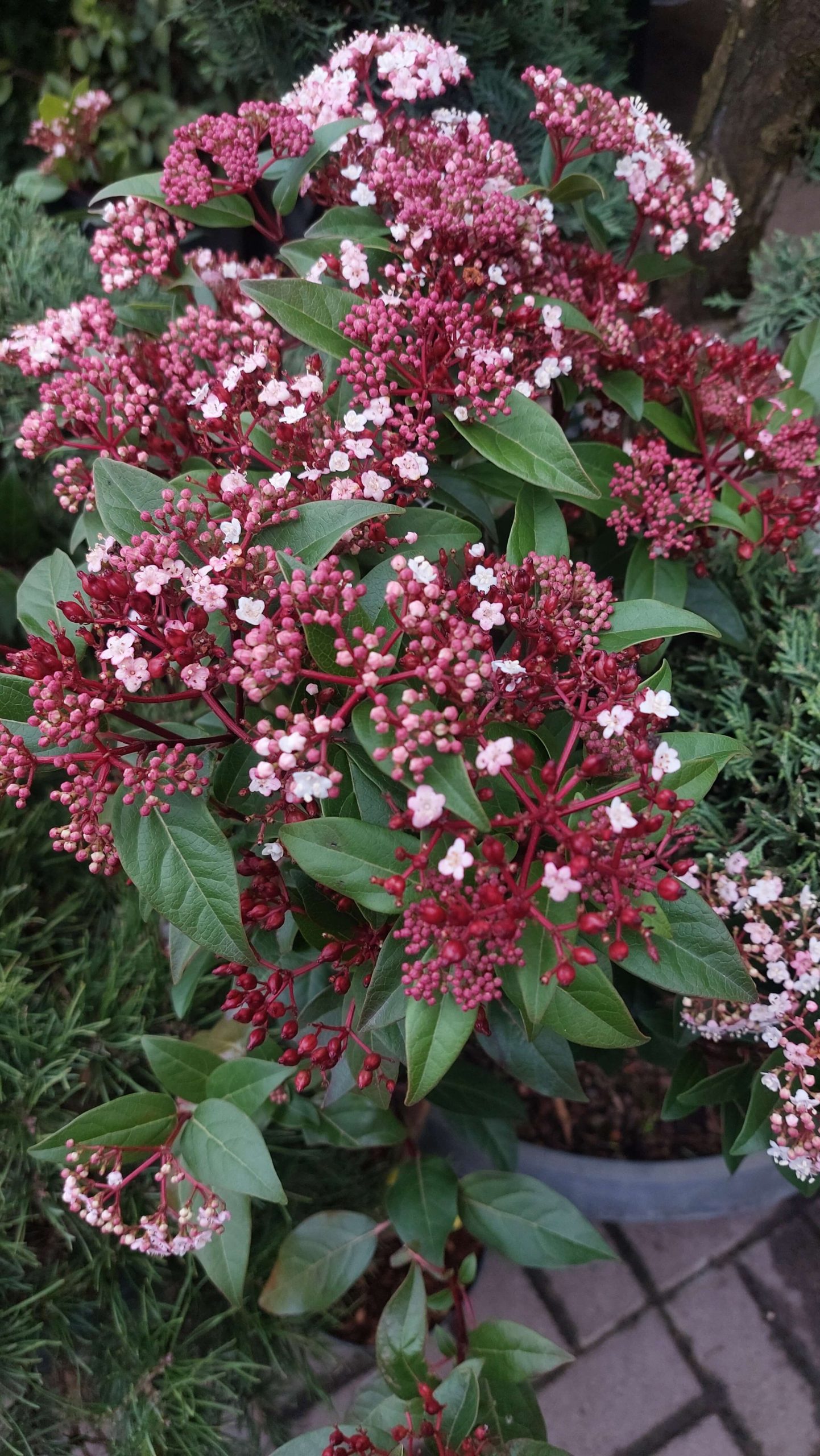 Viburnum tinus 'Spirit' - Törzses örökzöld bangita - Image 4
