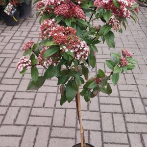 Viburnum tinus 'Spirit' - Törzses örökzöld bangita