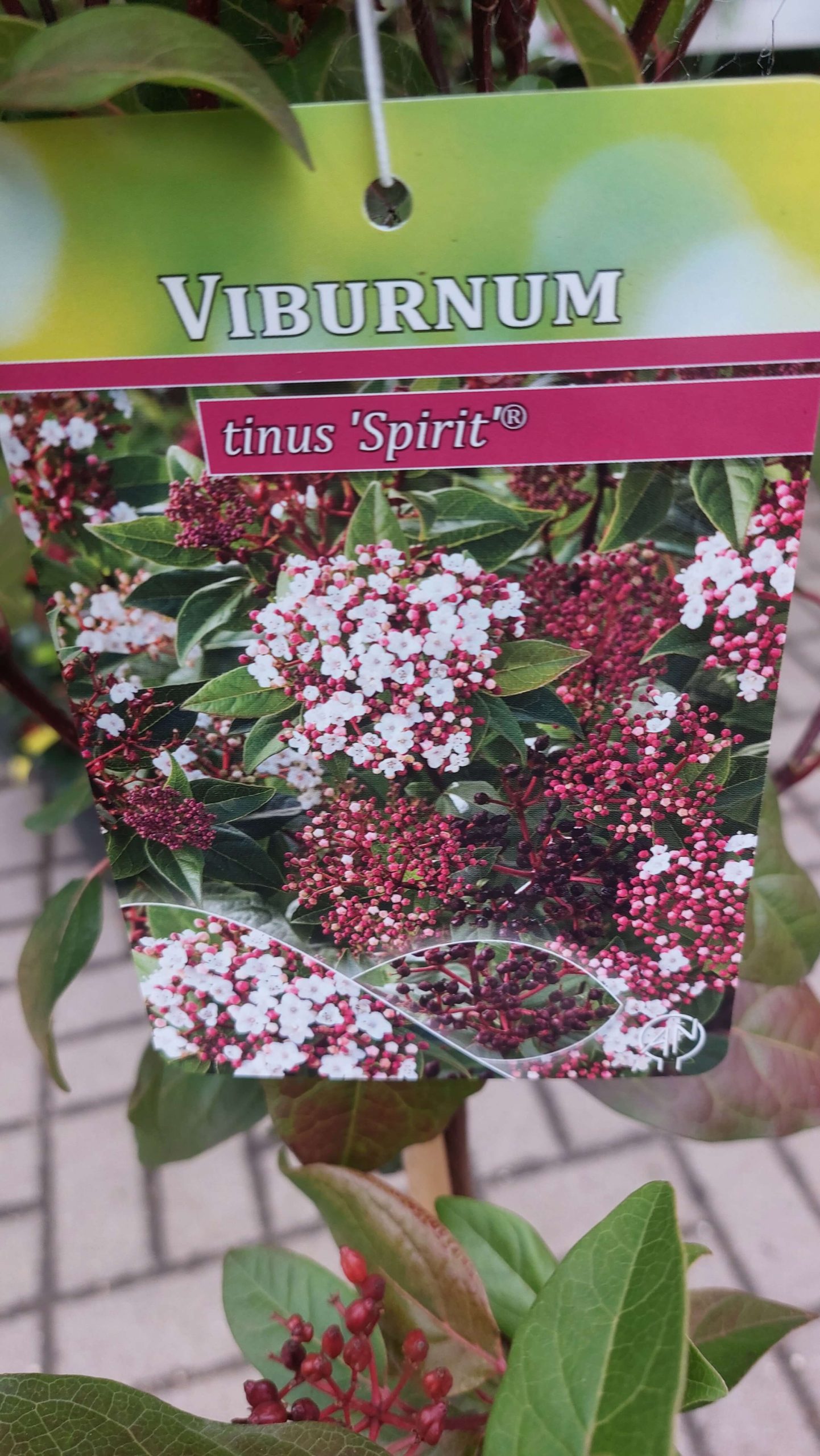 Viburnum tinus 'Spirit' - Törzses örökzöld bangita - Image 2