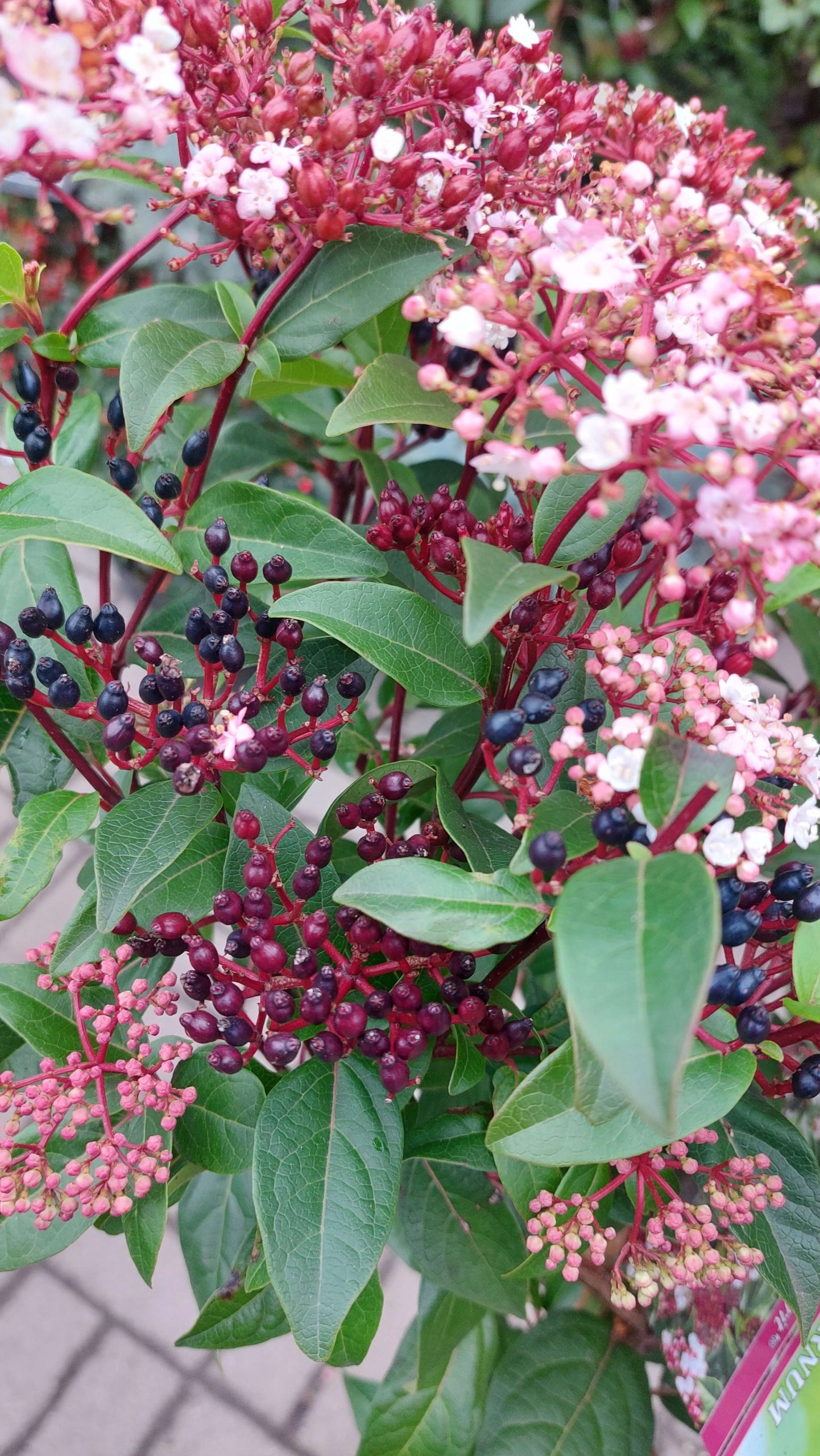 Viburnum tinus 'Spirit' - Törzses örökzöld bangita - Image 3