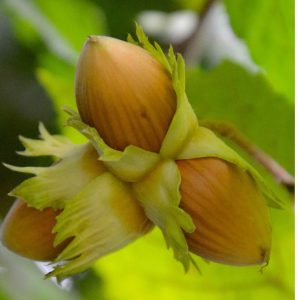 Corylus avellana ‘Fertile de Coutard’ – Étkezési mogyoró