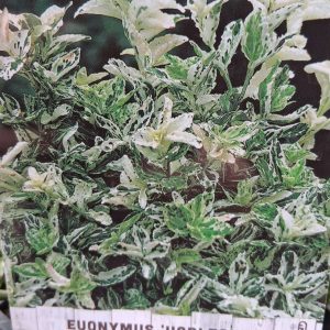 Euonymus fortunei ‘Harlequin’ – Törpe kecskerágó