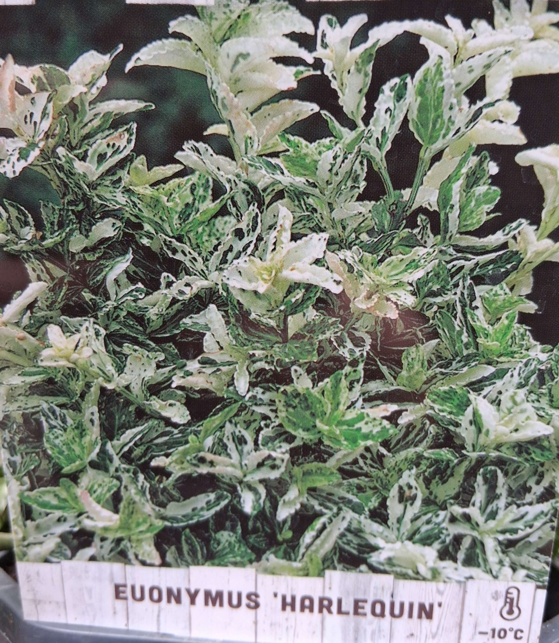 Euonymus fortunei ‘Harlequin’ – Törpe kecskerágó