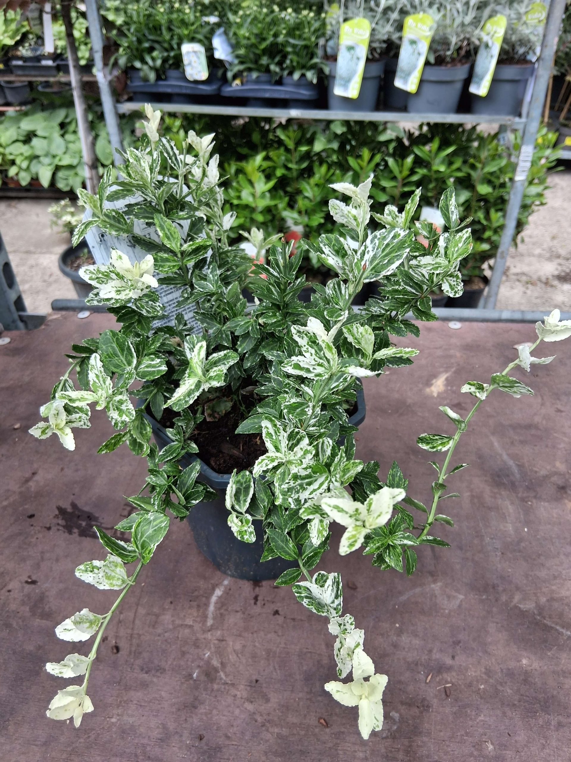 Euonymus fortunei ‘Harlequin’ – Törpe kecskerágó - Image 2